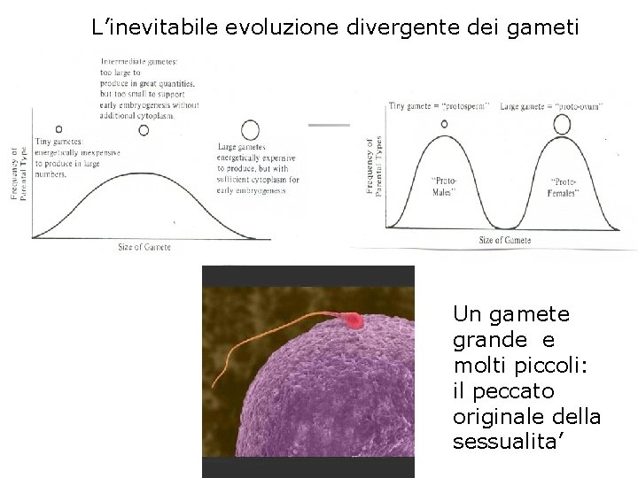 L’inevitabile evoluzione divergente dei gameti Un gamete grande e molti piccoli: il peccato originale