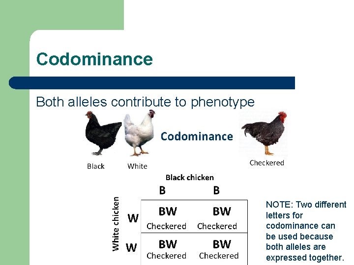 Codominance Both alleles contribute to phenotype NOTE: Two different letters for codominance can be