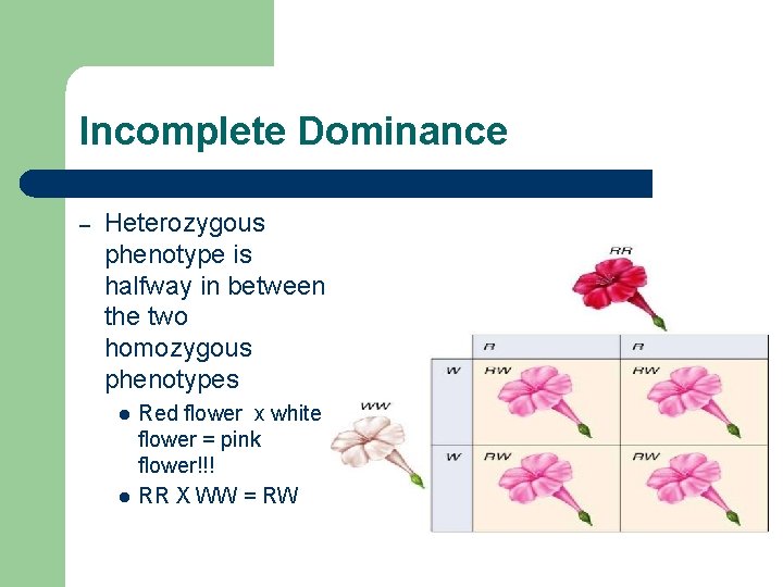 Incomplete Dominance – Heterozygous phenotype is halfway in between the two homozygous phenotypes l