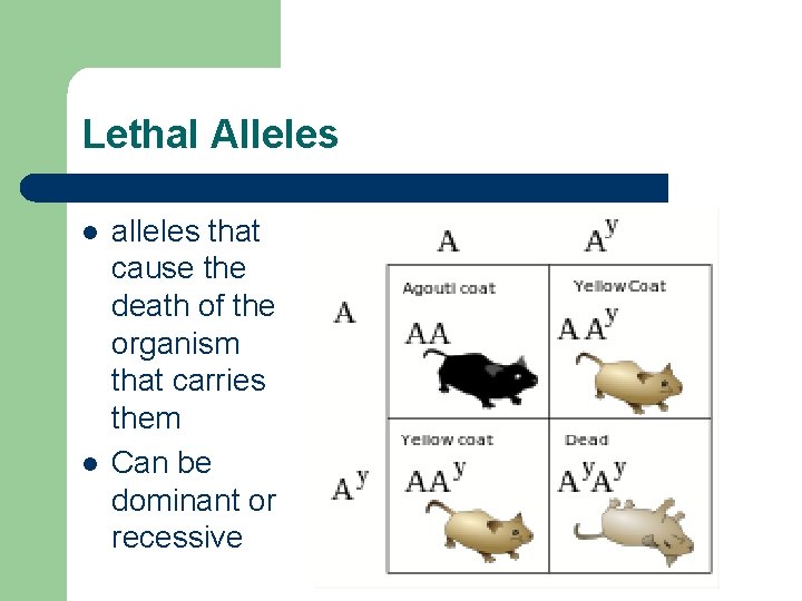 Lethal Alleles l l alleles that cause the death of the organism that carries