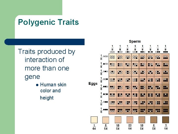 Polygenic Traits produced by interaction of more than one gene l Human skin color