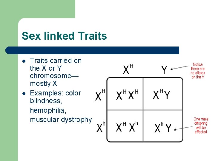 Sex linked Traits l l Traits carried on the X or Y chromosome— mostly