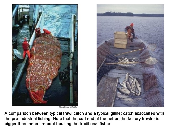 A comparison between typical trawl catch and a typical gillnet catch associated with the