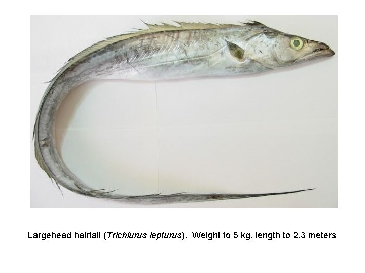 Largehead hairtail (Trichiurus lepturus). Weight to 5 kg, length to 2. 3 meters 