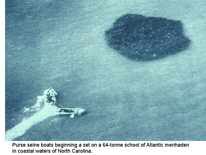 Purse seine boats beginning a set on a 64 -tonne school of Atlantic menhaden