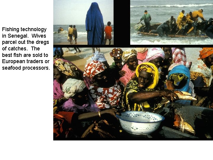 Fishing technology in Senegal. Wives parcel out the dregs of catches. The best fish