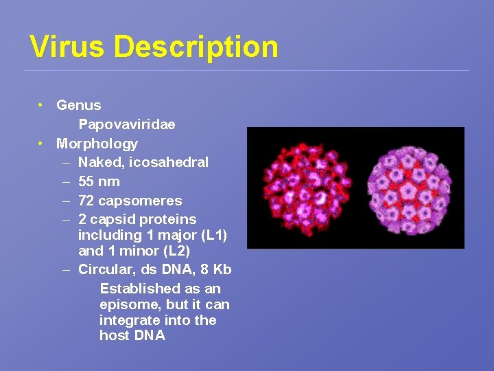 Virus Description • Genus Papovaviridae • Morphology – Naked, icosahedral – 55 nm –