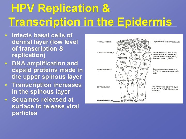 HPV Replication & Transcription in the Epidermis • Infects basal cells of dermal layer
