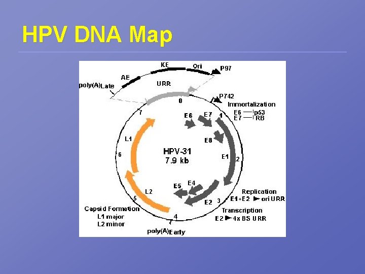 HPV DNA Map 
