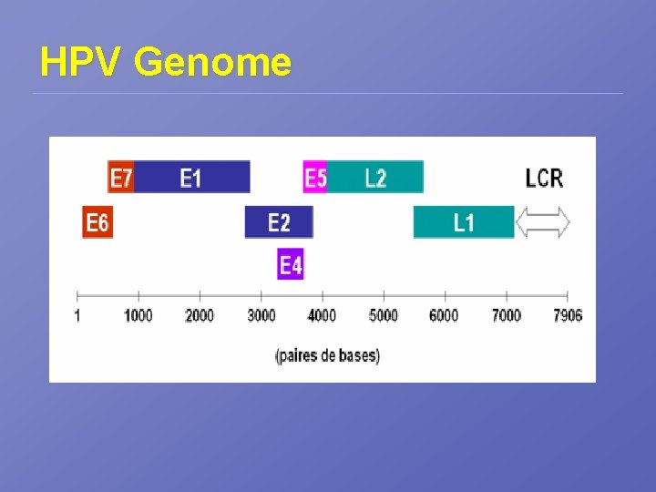 HPV Genome 