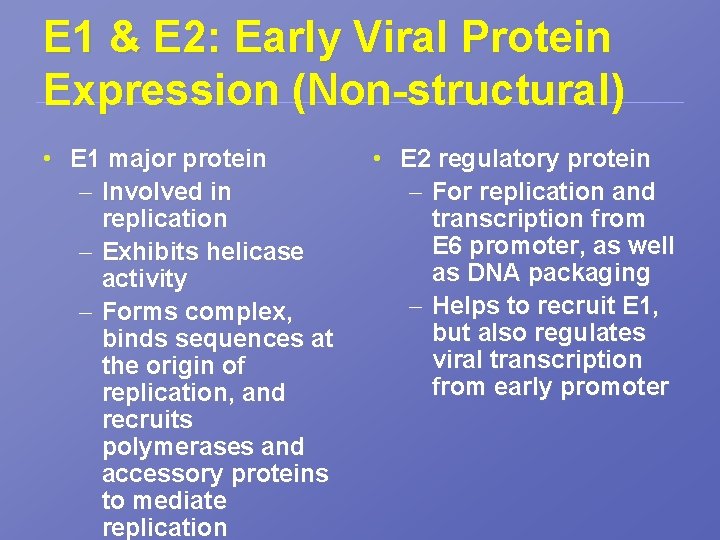 E 1 & E 2: Early Viral Protein Expression (Non-structural) • E 1 major