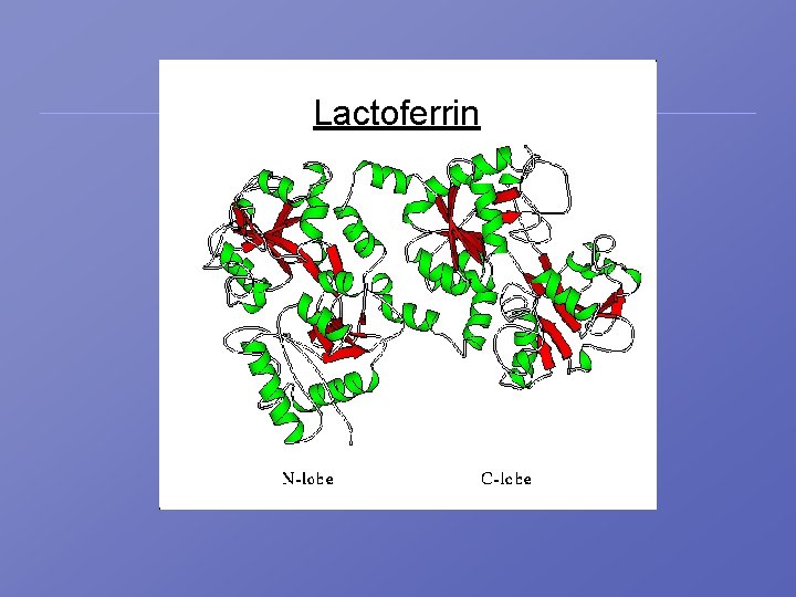 Lactoferrin 