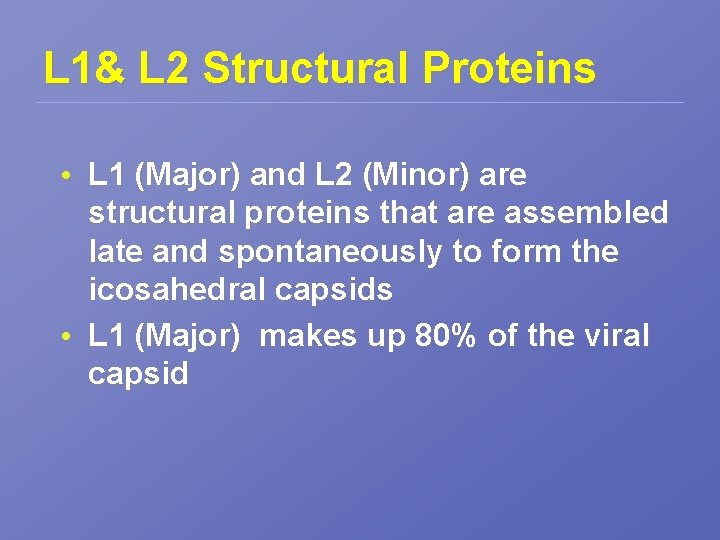 L 1& L 2 Structural Proteins • L 1 (Major) and L 2 (Minor)