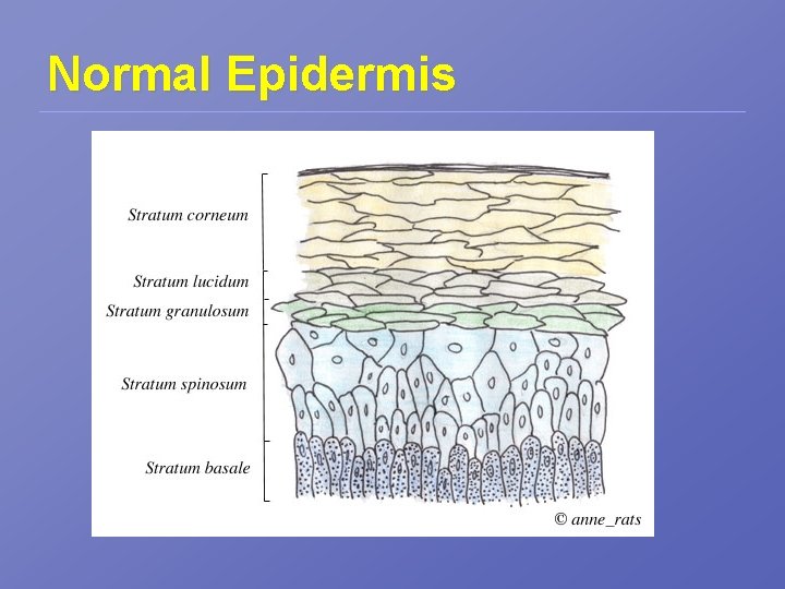 Normal Epidermis 