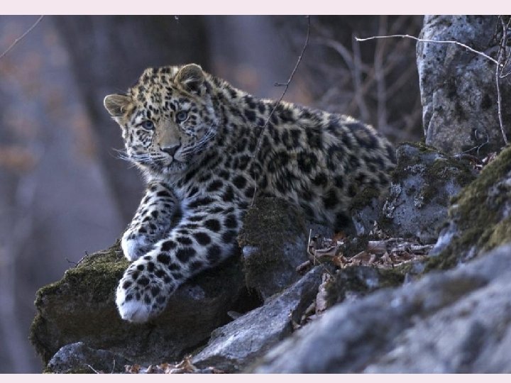 �By the way, today anyone can observe the life of leopards in the wild: