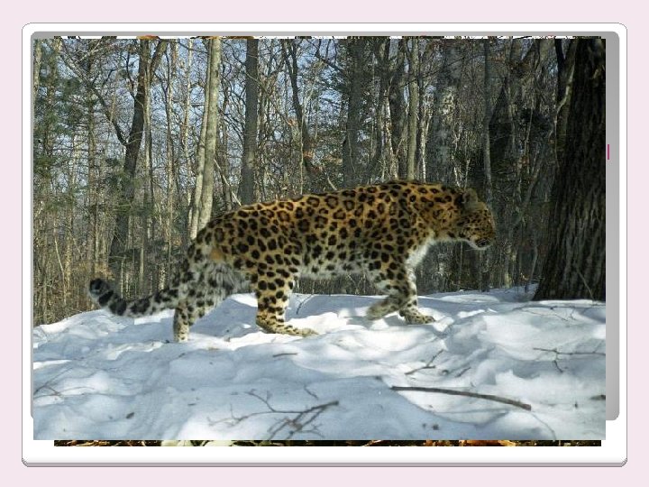 The Far Eastern leopard � This is the least few and almost the smallest,