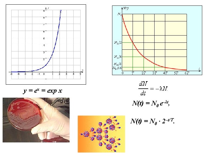 y = exp x N(t) = N 0 e–λt, N(t) = N 0 ·