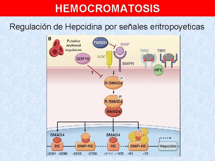 HEMOCROMATOSIS Regulación de Hepcidina por señales eritropoyeticas 