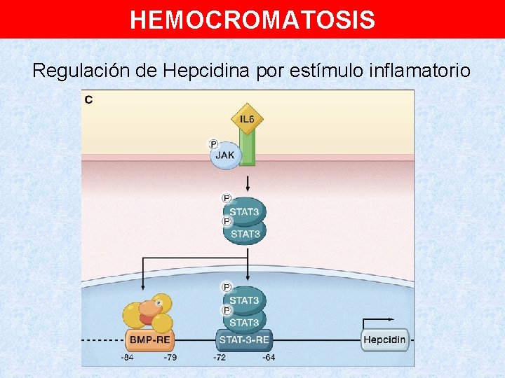 HEMOCROMATOSIS Regulación de Hepcidina por estímulo inflamatorio 