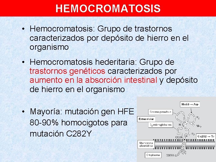 HEMOCROMATOSIS • Hemocromatosis: Grupo de trastornos caracterizados por depósito de hierro en el organismo