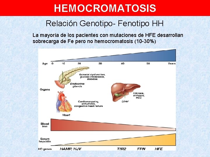 HEMOCROMATOSIS Relación Genotipo- Fenotipo HH La mayoría de los pacientes con mutaciones de HFE