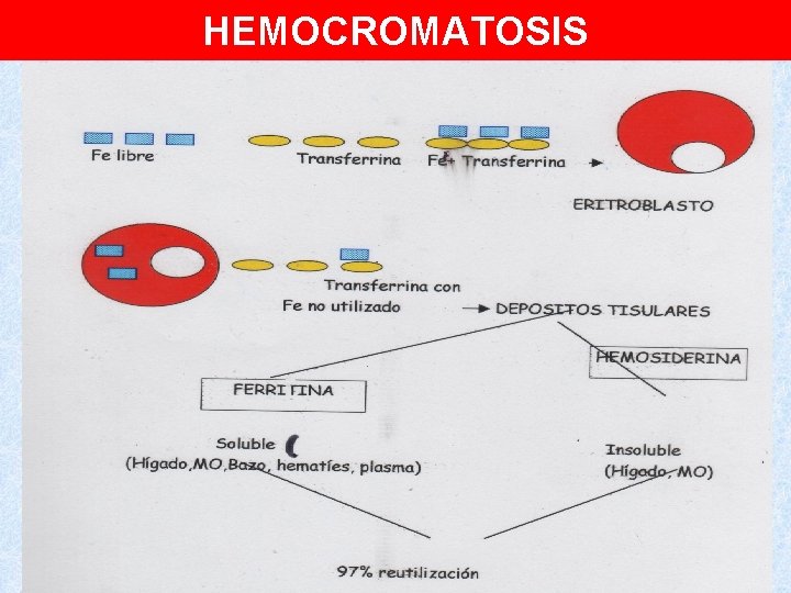 HEMOCROMATOSIS 