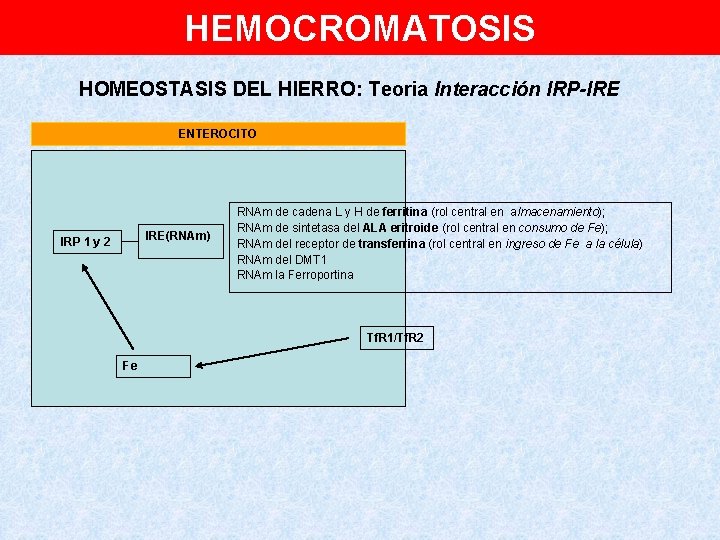 HEMOCROMATOSIS HOMEOSTASIS DEL HIERRO: Teoria Interacción IRP-IRE ENTEROCITO IRE(RNAm) IRP 1 y 2 RNAm