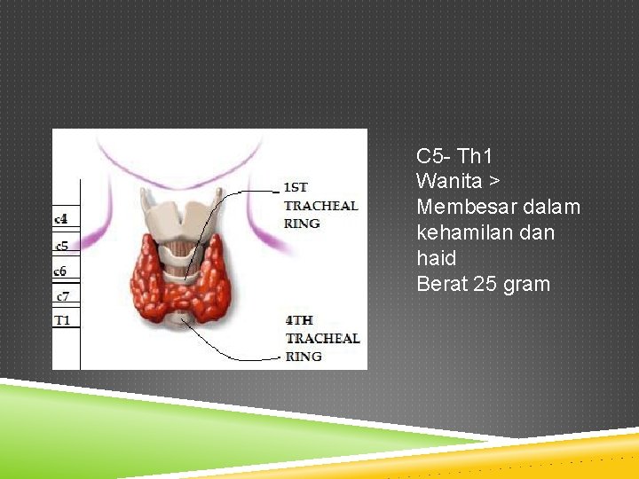 C 5 - Th 1 Wanita > Membesar dalam kehamilan dan haid Berat 25