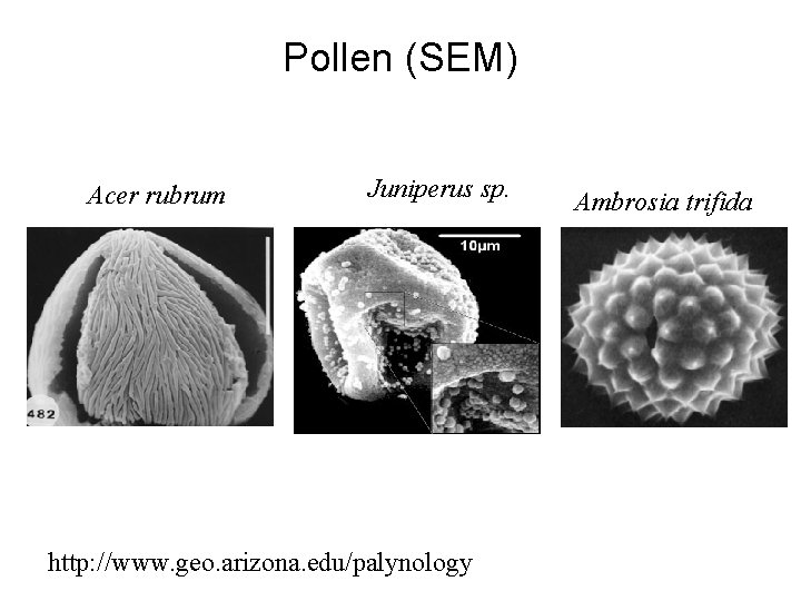 Pollen (SEM) Acer rubrum Juniperus sp. http: //www. geo. arizona. edu/palynology Ambrosia trifida 