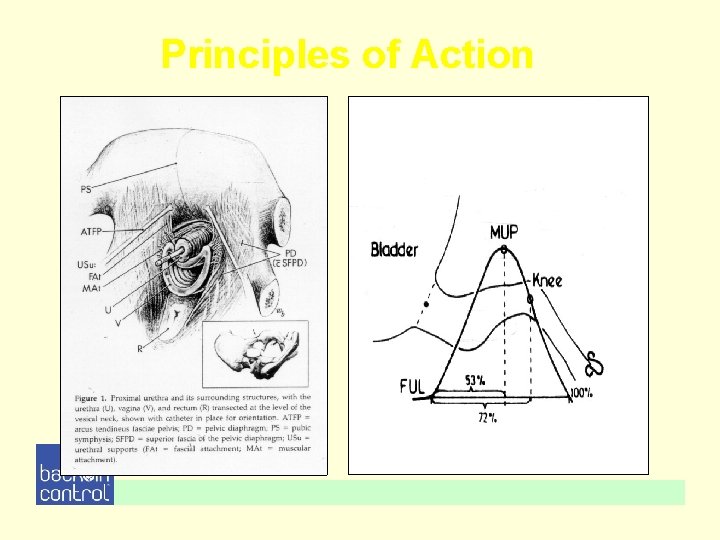 Principles of Action Principles of Action