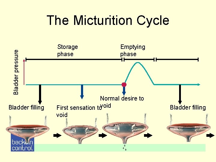Bladder pressure The Micturition Cycle Bladder filling Storage phase Emptying phase Normal desire to Bladder pressure The Micturition Cycle Bladder filling Storage phase Emptying phase Normal desire to