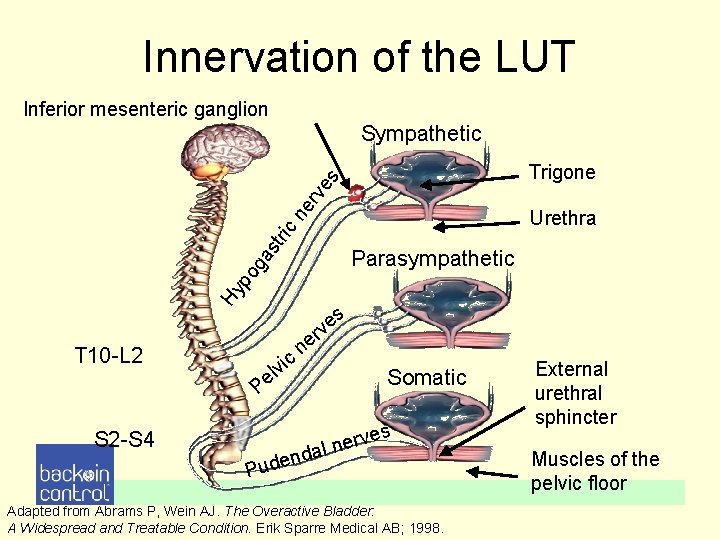 Innervation of the LUT Inferior mesenteric ganglion Sympathetic tri cn er ve s Trigone Innervation of the LUT Inferior mesenteric ganglion Sympathetic tri cn er ve s Trigone