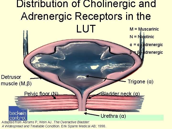 Distribution of Cholinergic and Adrenergic Receptors in the Μ = Muscarinic LUT Ν = Distribution of Cholinergic and Adrenergic Receptors in the Μ = Muscarinic LUT Ν =