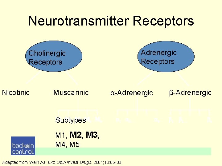 Neurotransmitter Receptors Adrenergic Receptors Cholinergic Receptors Nicotinic Muscarinic α-Adrenergic Subtypes M 1, M 2, Neurotransmitter Receptors Adrenergic Receptors Cholinergic Receptors Nicotinic Muscarinic α-Adrenergic Subtypes M 1, M 2,