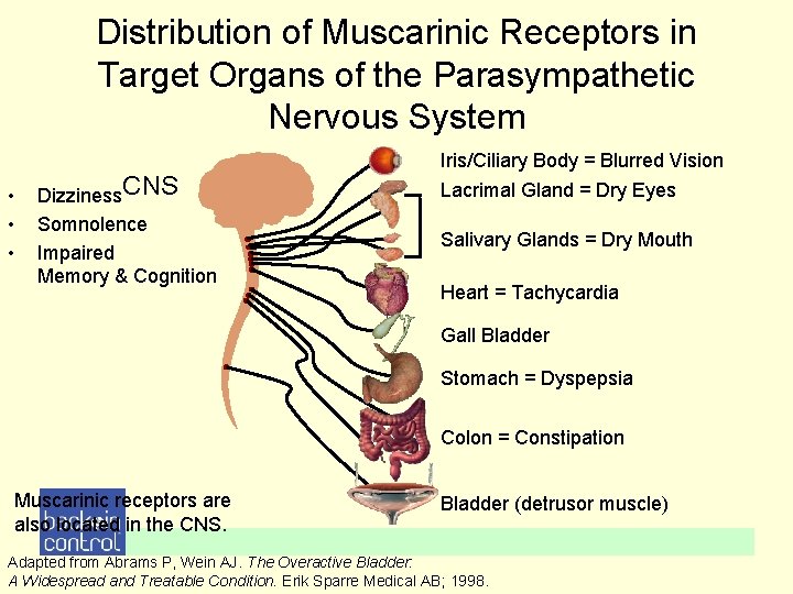 Distribution of Muscarinic Receptors in Target Organs of the Parasympathetic Nervous System • • Distribution of Muscarinic Receptors in Target Organs of the Parasympathetic Nervous System • •