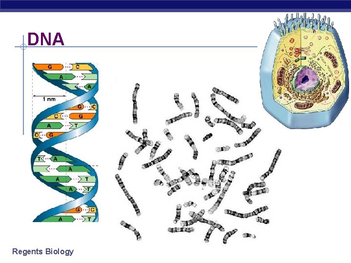 DNA Regents Biology 
