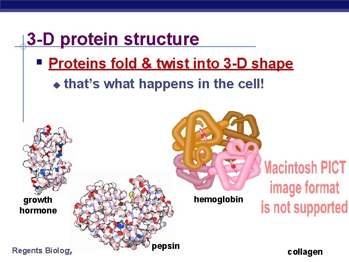 3 -D protein structure § Proteins fold & twist into 3 -D shape u