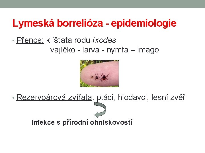 Lymeská borrelióza - epidemiologie • Přenos: klíšťata rodu Ixodes vajíčko - larva - nymfa
