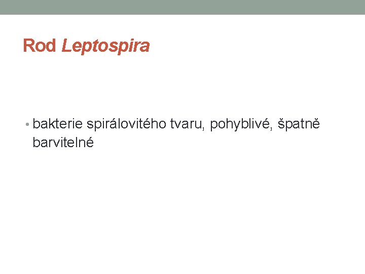 Rod Leptospira • bakterie spirálovitého tvaru, pohyblivé, špatně barvitelné 