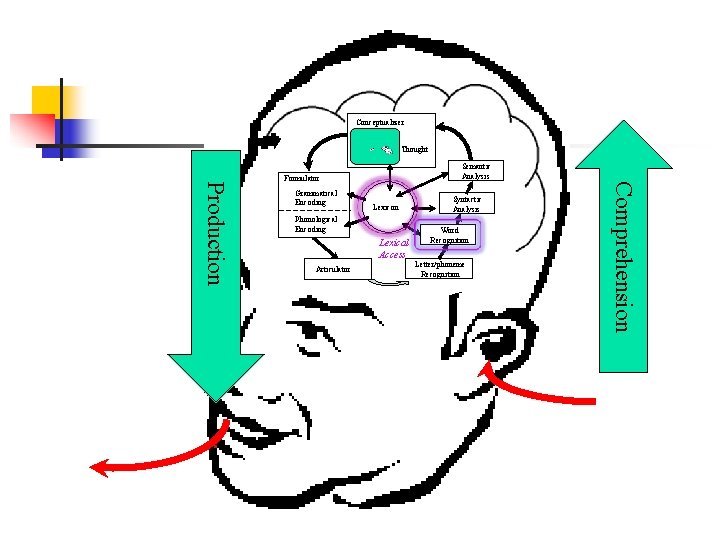 Conceptualizer Thought Semantic Analysis Grammatical Encoding Lexicon Phonological Encoding Lexical Access Articulator Syntactic Analysis