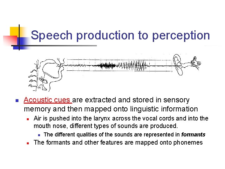 Speech production to perception n Acoustic cues are extracted and stored in sensory memory