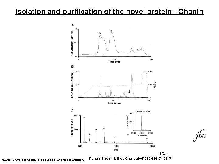 Isolation and purification of the novel protein - Ohanin Yaj © 2005 by American