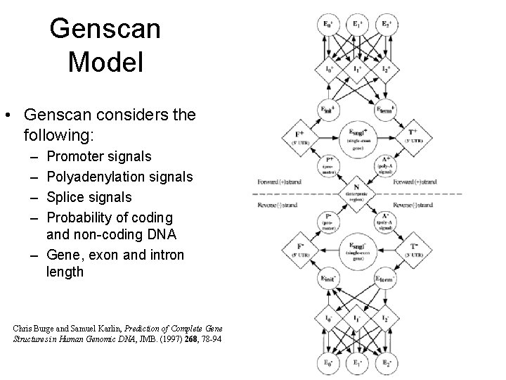 Genscan Model • Genscan considers the following: – – Promoter signals Polyadenylation signals Splice