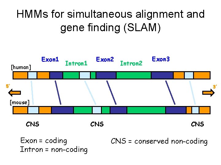 HMMs for simultaneous alignment and gene finding (SLAM) [human] Exon 1 Intron 1 Exon