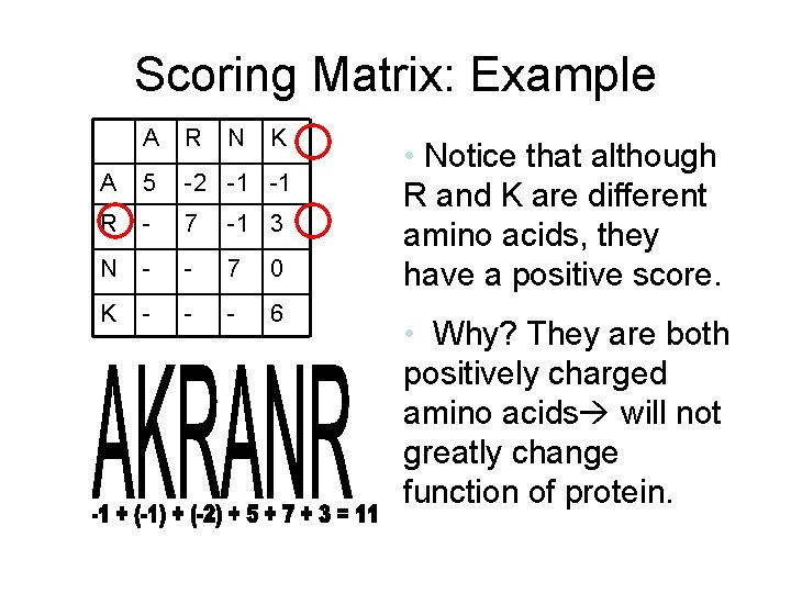 Scoring Matrix: Example A R N K A 5 -2 -1 -1 R -