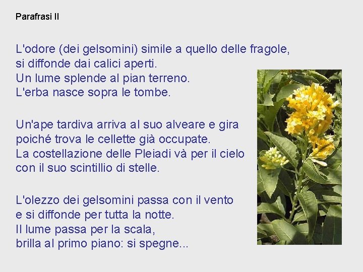 Parafrasi II L'odore (dei gelsomini) simile a quello delle fragole, si diffonde dai calici