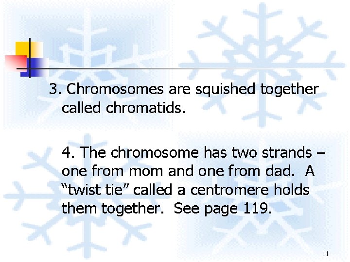 3. Chromosomes are squished together called chromatids. 4. The chromosome has two strands – 3. Chromosomes are squished together called chromatids. 4. The chromosome has two strands –