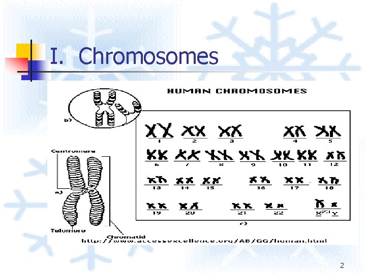I. Chromosomes 2 I. Chromosomes 2