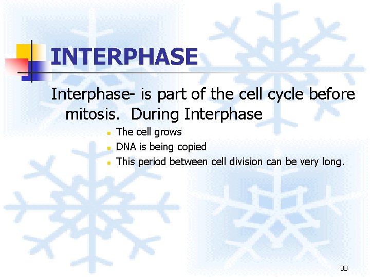 INTERPHASE Interphase- is part of the cell cycle before mitosis. During Interphase n n INTERPHASE Interphase- is part of the cell cycle before mitosis. During Interphase n n