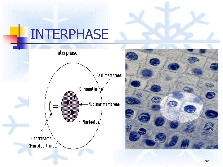 INTERPHASE 39 INTERPHASE 39